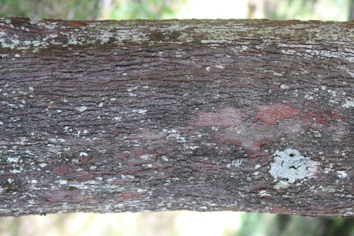 Hakea salicifolia subsp. salicifolia